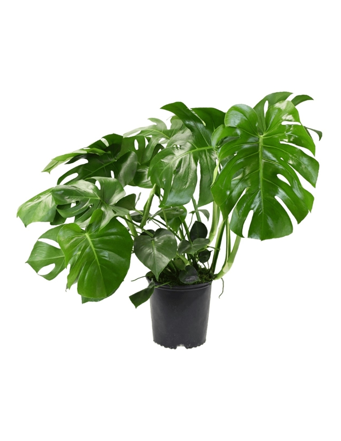 Swiss Cheese Plant - Monstera deliciosa from Milmont Greenhouses