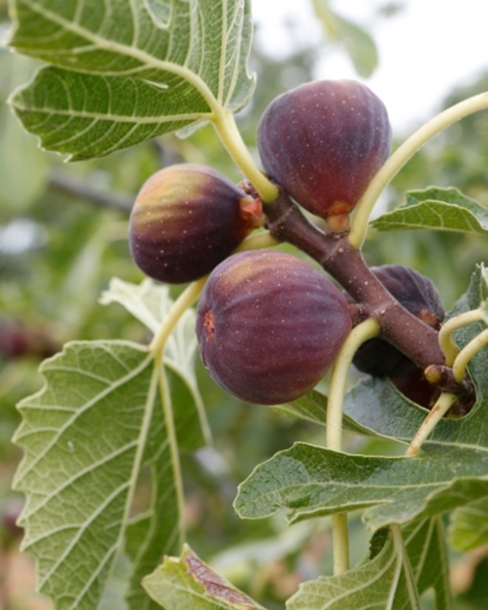 'Celeste' Fig - Ficus carica from Milmont Greenhouses