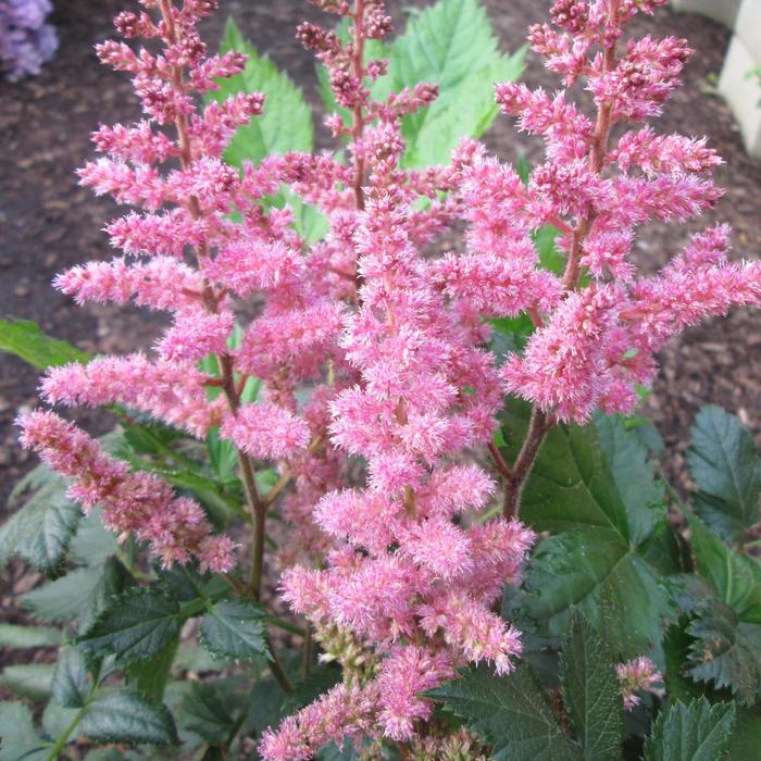 'Visions in Pink' - Astilbe chinensis (False Spirea) from Milmont Greenhouses