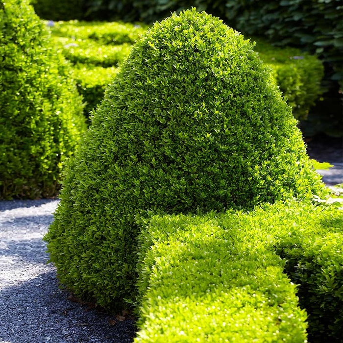 American Boxwood - Buxus sempervirens from Milmont Greenhouses American Boxwood - Buxus sempervirens from Milmont Greenhouses