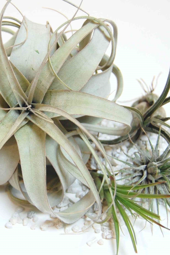Air Plant - Tillandsia from Milmont Greenhouses Air Plant - Tillandsia from Milmont Greenhouses