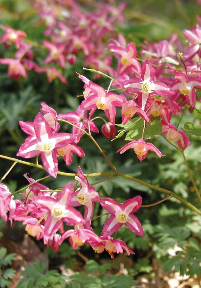 Red Barrenwort - Epimedium x rubrum from Milmont Greenhouses