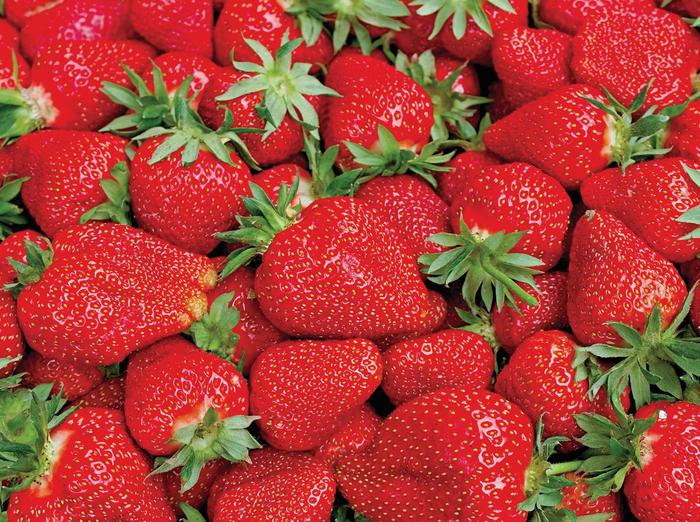 'Eclair' Strawberry - Fragaria x ananassa from Milmont Greenhouses