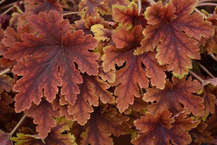 'Copper King' Foamy Bells - Heucherella from Milmont Greenhouses