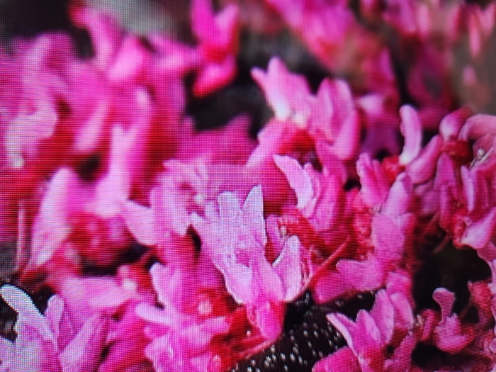 'Appalachian Red' Redbud - Cercis canadensis from Milmont Greenhouses