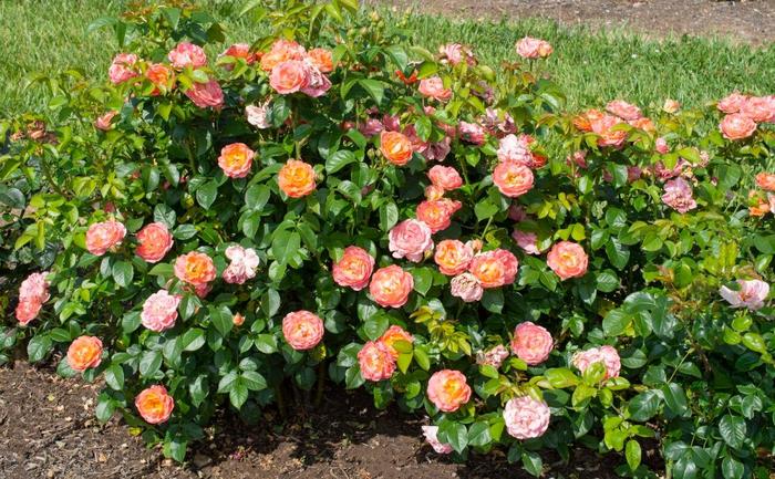 Knock Out&reg; Orange Glow&trade; Rose - Rosa x from Milmont Greenhouses