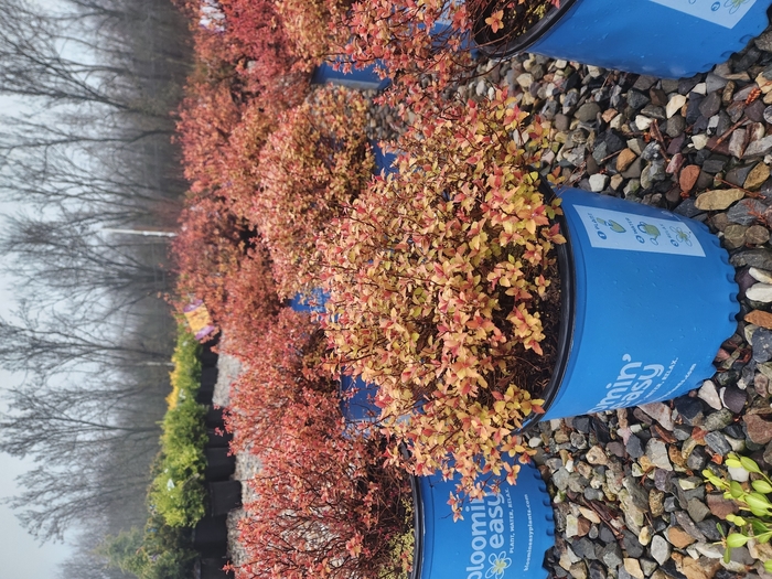 Spirea - Spiraea japonica from Milmont Greenhouses