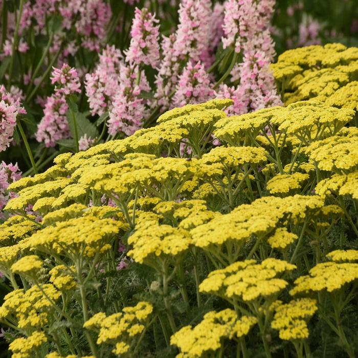 'Firefly Sunshine' Yarrow - Achillea from Milmont Greenhouses