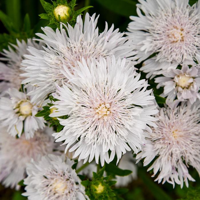 Totally Stoked&trade; 'Whitecaps' Stoke's Aster - Stokesia laevis from Milmont Greenhouses