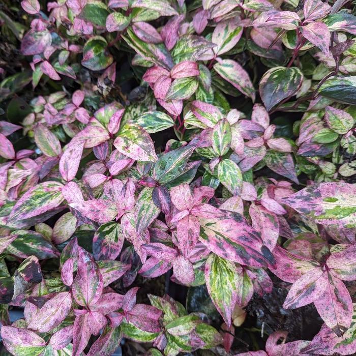 Paisley Pup&reg; - Leucothoe fontanesiana from Milmont Greenhouses