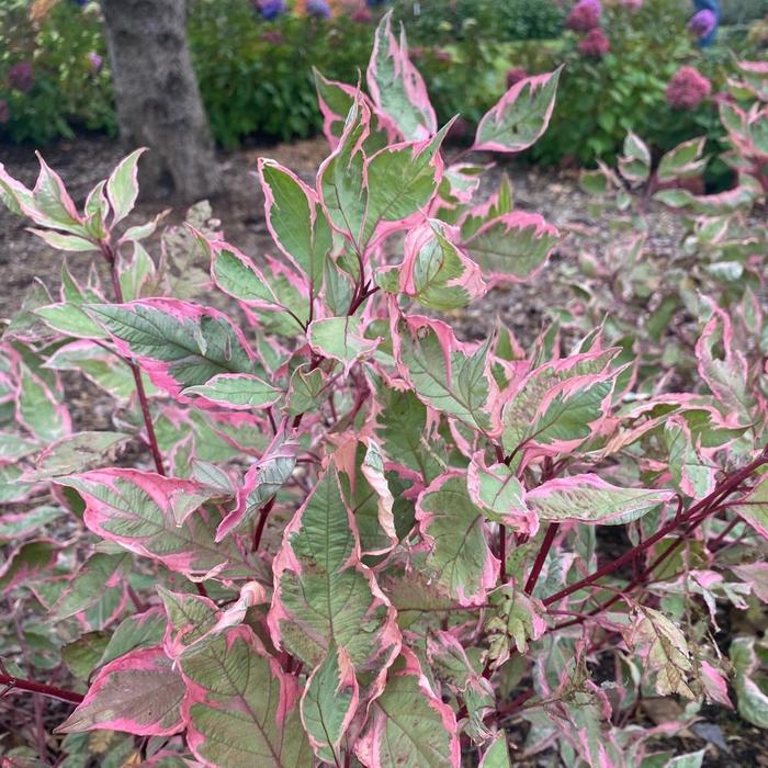 Sgt. Pepper® Dogwood - Cornus alba from Milmont Greenhouses Sgt. Pepper® Dogwood - Cornus alba from Milmont Greenhouses