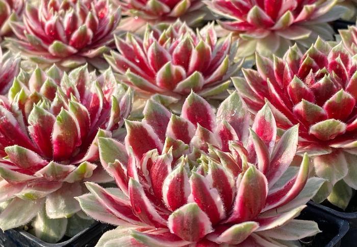 Chick Charms&reg; Lotus Blossom&trade; - Sempervivum (Hen and Chicks) from Milmont Greenhouses