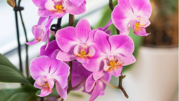 Moth or Waterfall Orchid - Phalaenopsis from Milmont Greenhouses