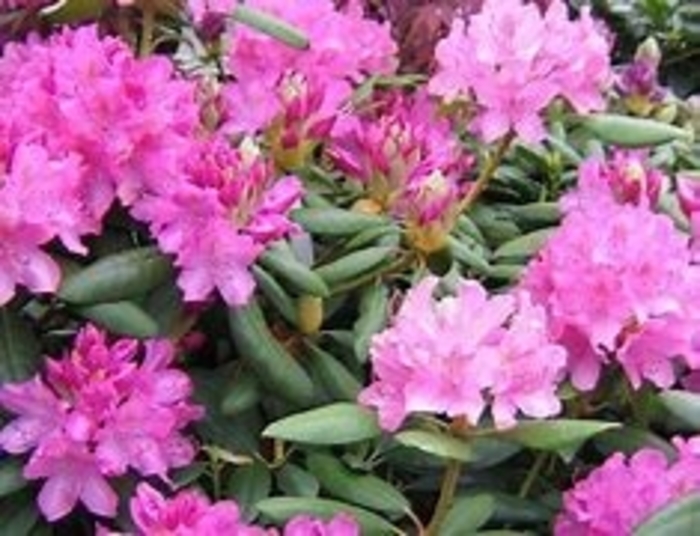 Rhododendron | 'English Roseum' | Milmont Greenhouses