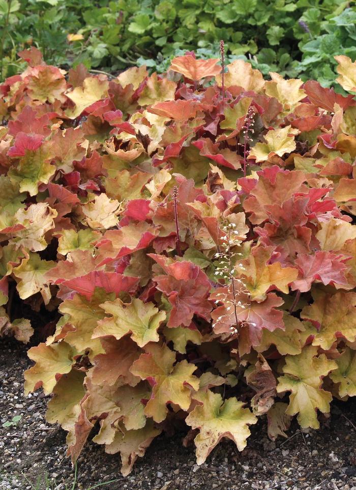 'Caramel' Coral Bells - Heuchera from Milmont Greenhouses