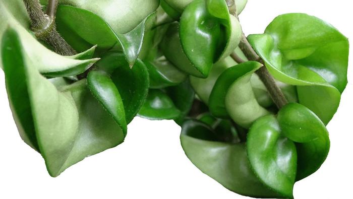 Hindu Rope Plant - Hoya carnosa f. compacta from Milmont Greenhouses