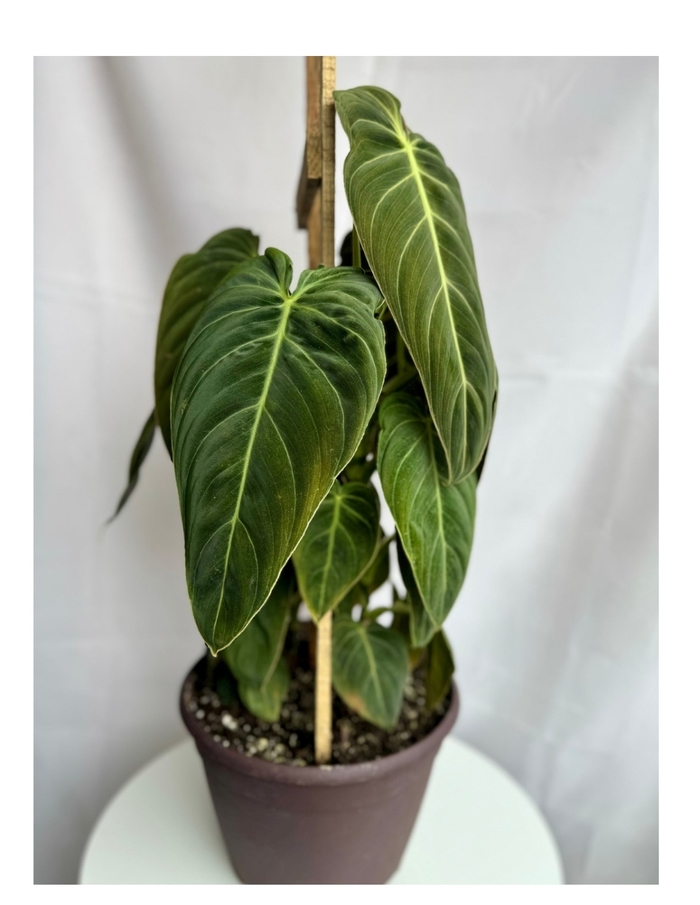 Black Gold Philodendron - Philodendron melanochrysum from Milmont Greenhouses Black Gold Philodendron - Philodendron melanochrysum from Milmont Greenhouses