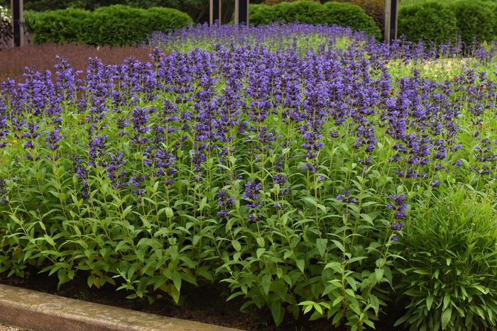 Prelude&trade; Purple Japanese Catmint - Nepeta subsessilis from Milmont Greenhouses