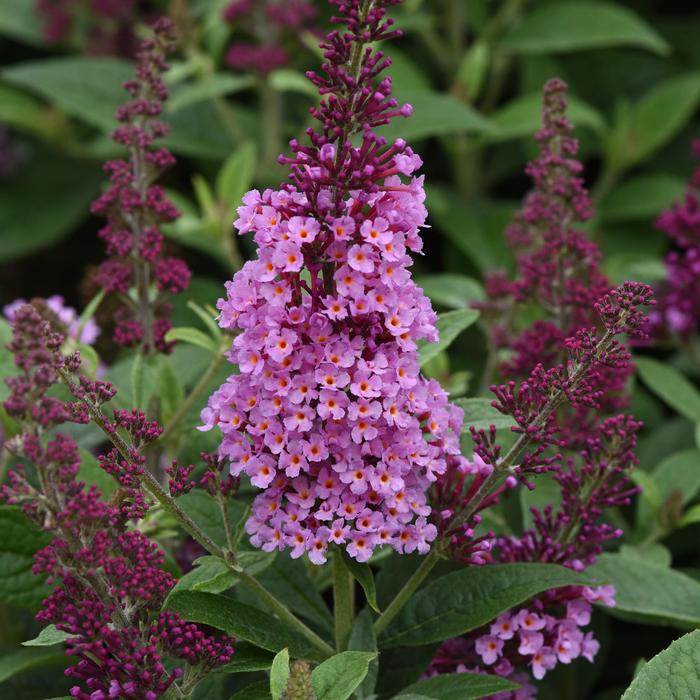Chrysalis&trade; Pink - Buddleia davidii (Butterfly Bush) from Milmont Greenhouses