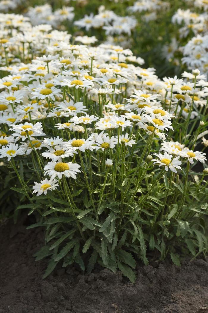 Make My Daisy&trade; 'Happy' - Leucanthemum x superbum (Shasta Daisy) from Milmont Greenhouses