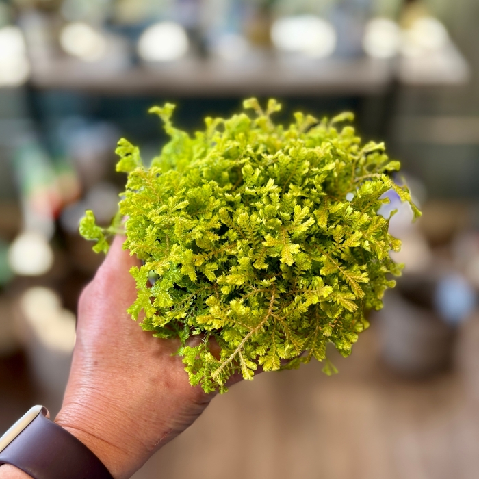 'Multiple Varieties' Spikemoss or Arborvitae Fern - Selaginella from Milmont Greenhouses