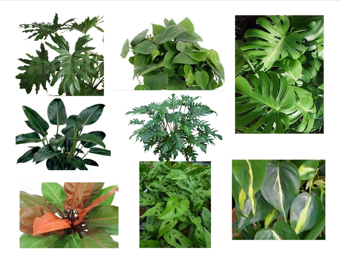 'Multiple Varieties' - Philodendron from Milmont Greenhouses