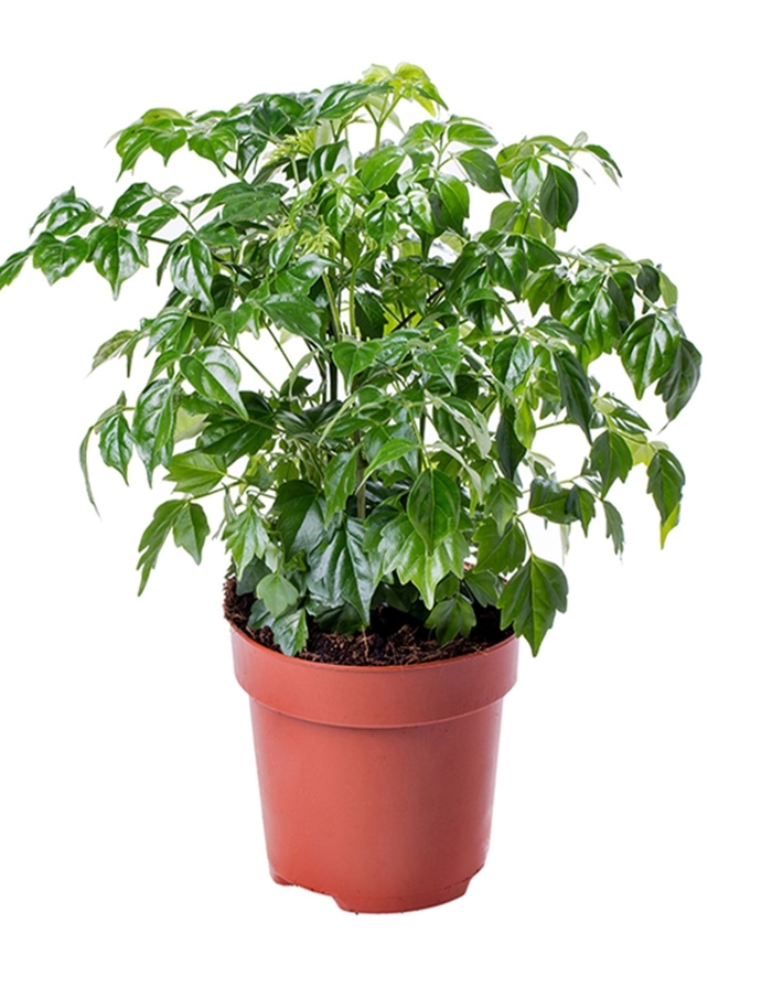 China Doll - Radermachera sinica from Milmont Greenhouses