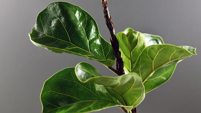Fiddle Leaf Fig - Ficus lyrata from Milmont Greenhouses Fiddle Leaf Fig - Ficus lyrata from Milmont Greenhouses