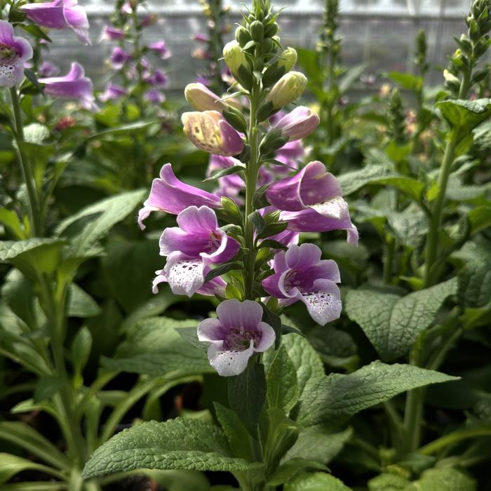 'Dalmatian Rose' - Digitalis purpurea (Foxglove) from Milmont Greenhouses