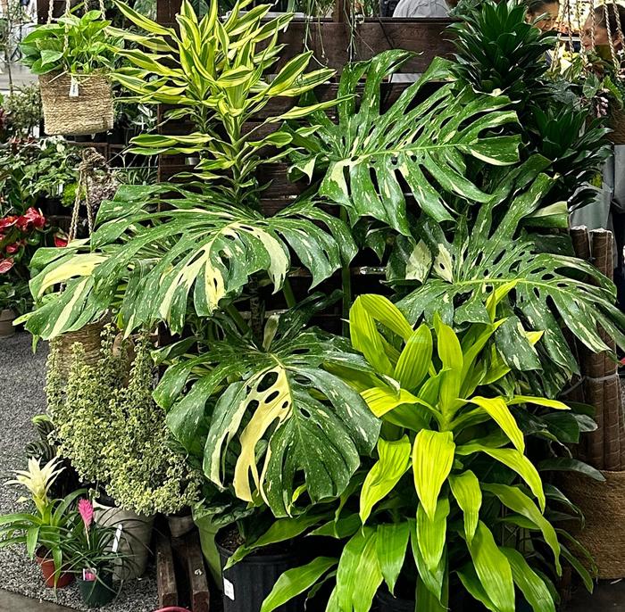 'Thai Constellation' - Monstera deliciosa from Milmont Greenhouses 'Thai Constellation' - Monstera deliciosa from Milmont Greenhouses