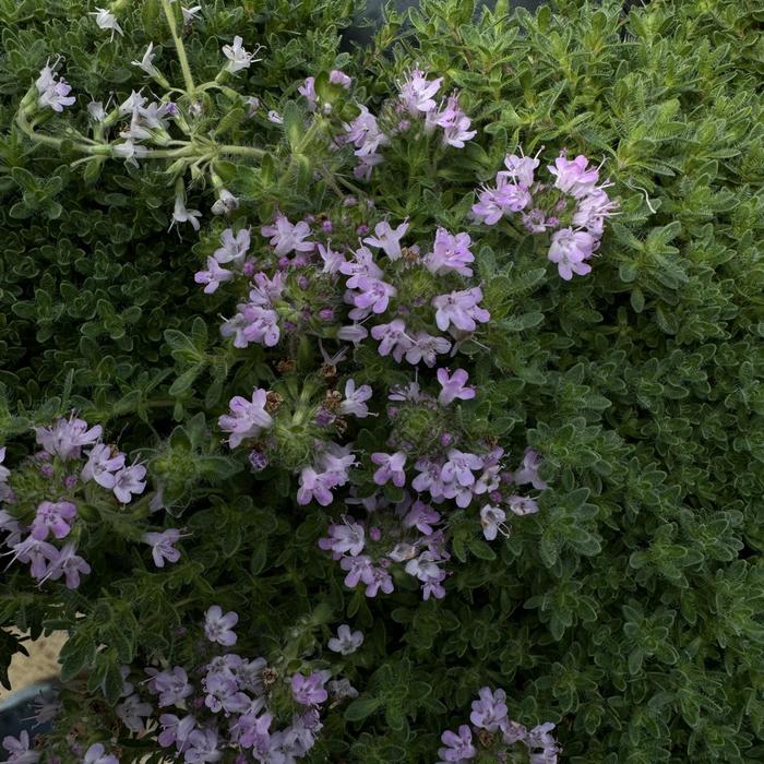 Pink Chintz Thyme - Thymus serpyllum 'Pink Chintz' (Thyme) from Milmont Greenhouses Pink Chintz Thyme - Thymus serpyllum 'Pink Chintz' (Thyme) from Milmont Greenhouses