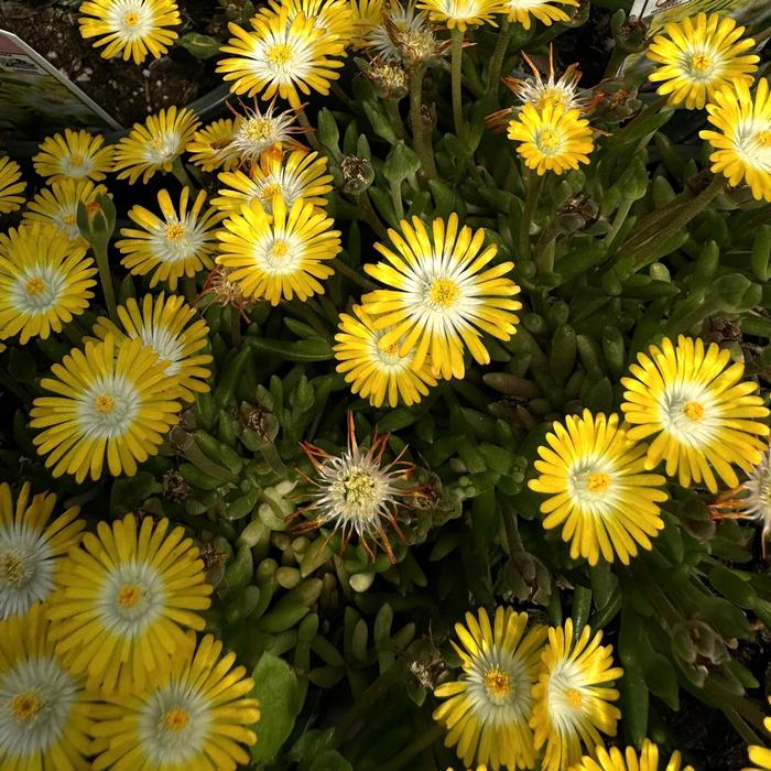 Jewel of Desert 'Peridot' - Delosperma (Ice Plant) from Milmont Greenhouses