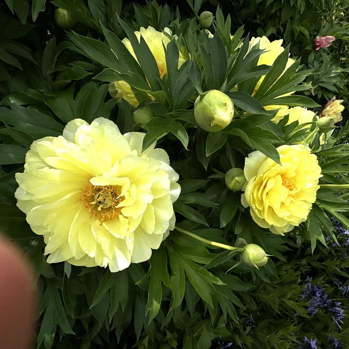 'Bartzella' Itoh Peony - Paeonia from Milmont Greenhouses