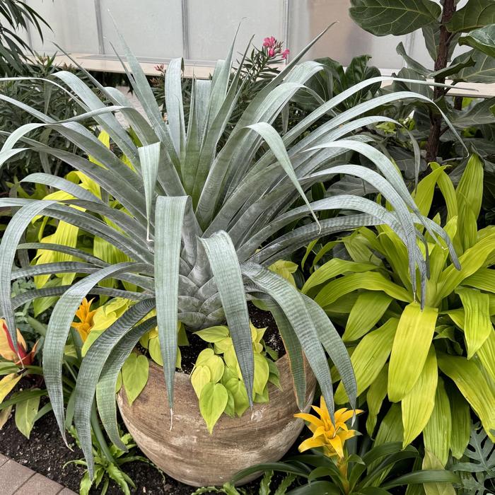 Urn Plant - Aechmea fasciata from Milmont Greenhouses
