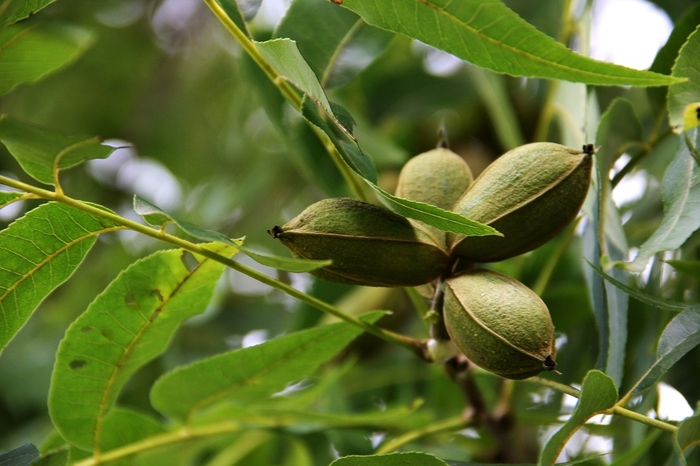 'Pawnee' Pecan - Carya illinoinensis from Milmont Greenhouses