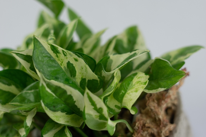 'Pearls and Jade' Pothos - Epipremnum aureum from Milmont Greenhouses