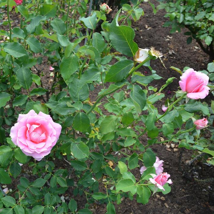 'Bewitched' Hybrid Tea Rose - Rosa from Milmont Greenhouses