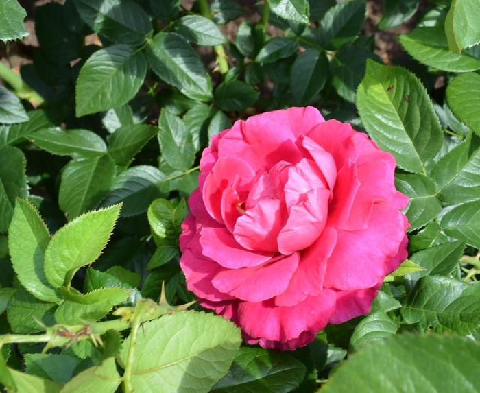 'Pretty Lady' Rose - Rosa from Milmont Greenhouses