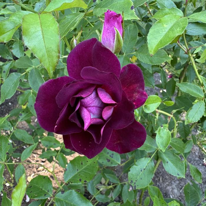'Burgundy Iceberg&trade;' Shrub Rose - Rosa from Milmont Greenhouses