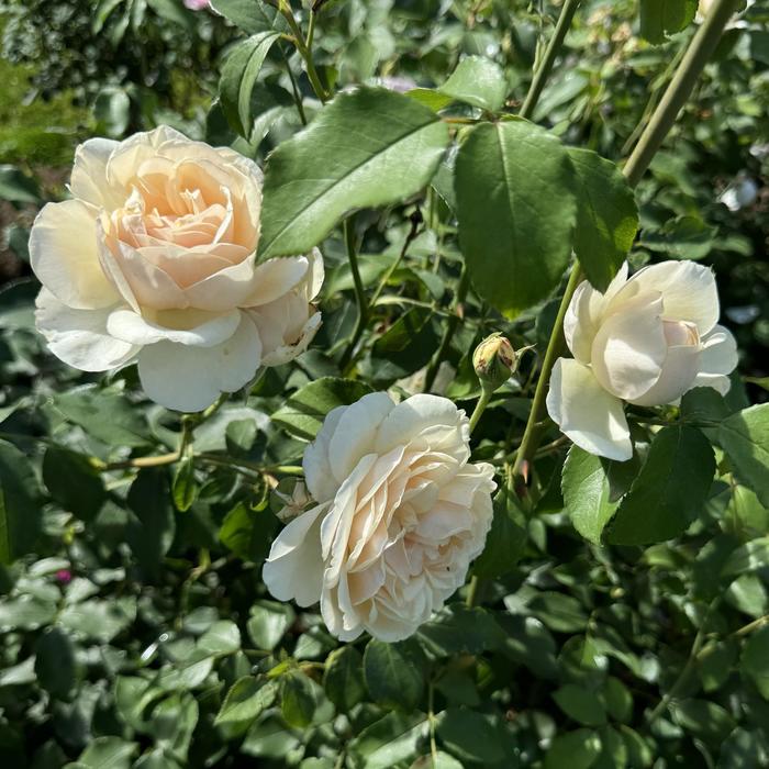 'Lichfield Angel' English Rose - Rosa from Milmont Greenhouses