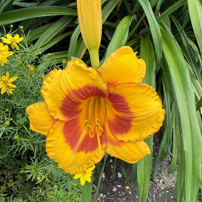 'Fooled Me' Daylily - Hemerocallis from Milmont Greenhouses