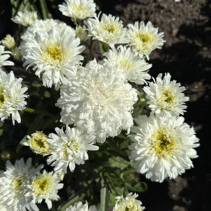 Amazing Daisies&reg; 'Marshmallow' - Leucanthemum x superbum (Shasta Daisy) from Milmont Greenhouses
