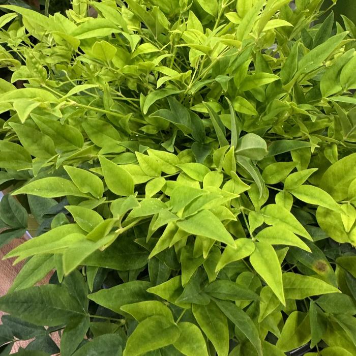 'Lemon Lime' Heavenly Bamboo - Nandina domestica from Milmont Greenhouses 'Lemon Lime' Heavenly Bamboo - Nandina domestica from Milmont Greenhouses