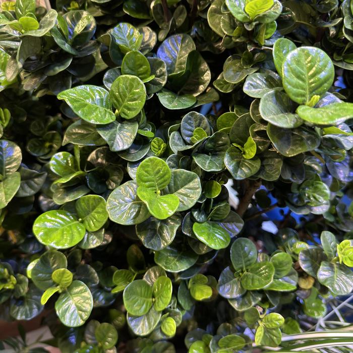 Diamond Spire® - Gardenia from Milmont Greenhouses