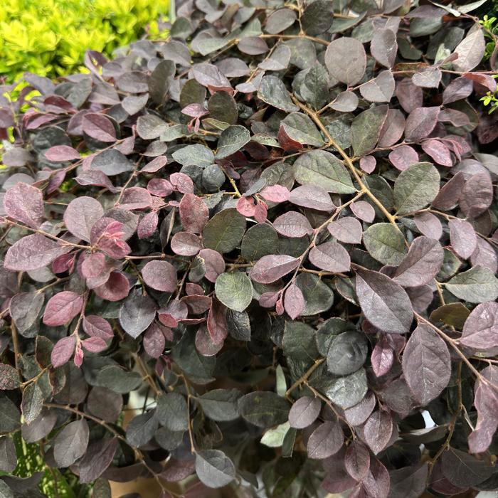 'Purple Pixie®' Chinese Fringe-flower - Loropetalum chinense from Milmont Greenhouses 'Purple Pixie®' Chinese Fringe-flower - Loropetalum chinense from Milmont Greenhouses