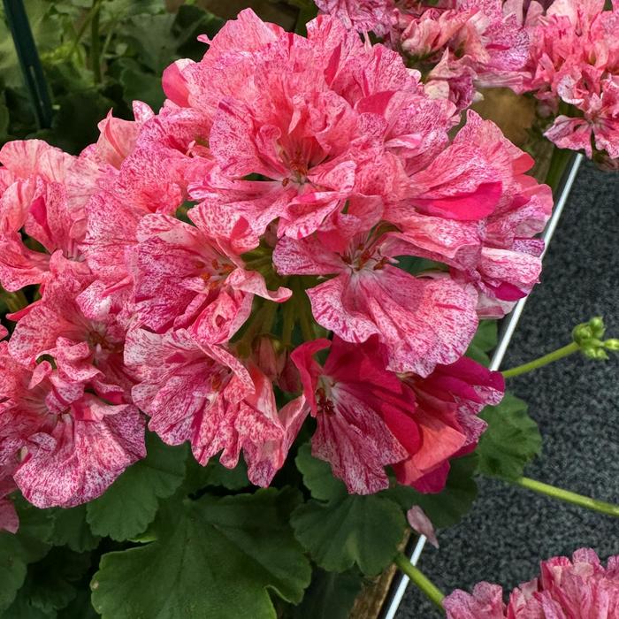 'Big Eeze Pink Batik' Geranium - Pelargonium interspecific from Milmont Greenhouses