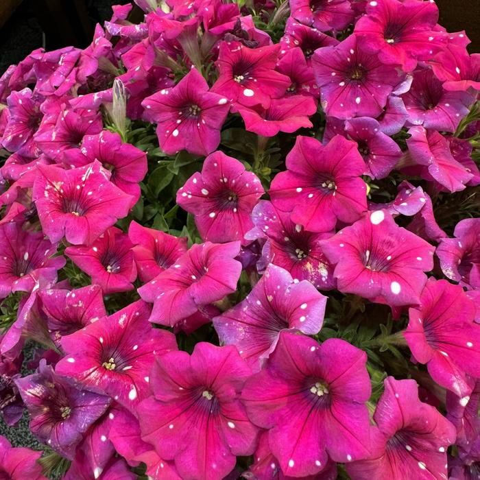 Surprise&reg; 'Sparkle Magenta' - Petunia from Milmont Greenhouses