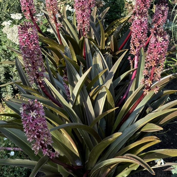 Crowning Glory&trade; 'Purple Reign' - Eucomis (Pineapple Lily) from Milmont Greenhouses