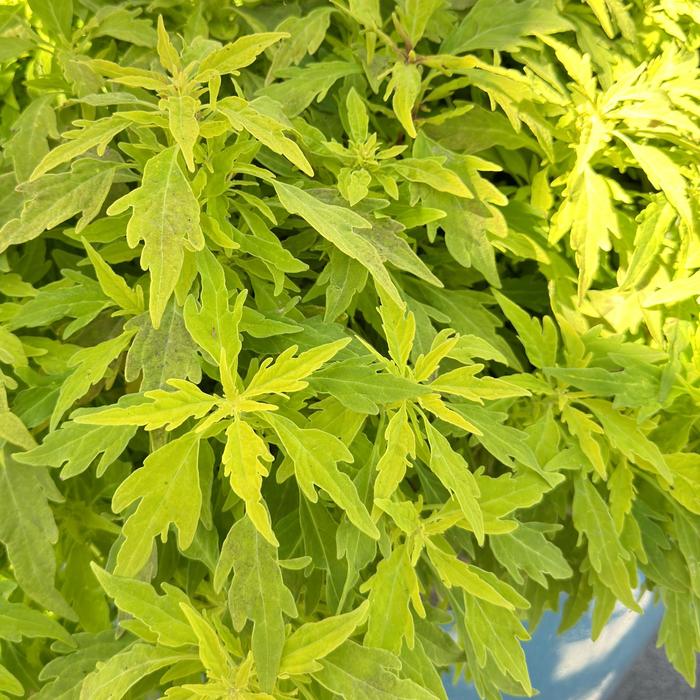 ColorBlaze&reg; Mini Me&trade; Chartreuse - Coleus scutellarioides from Milmont Greenhouses