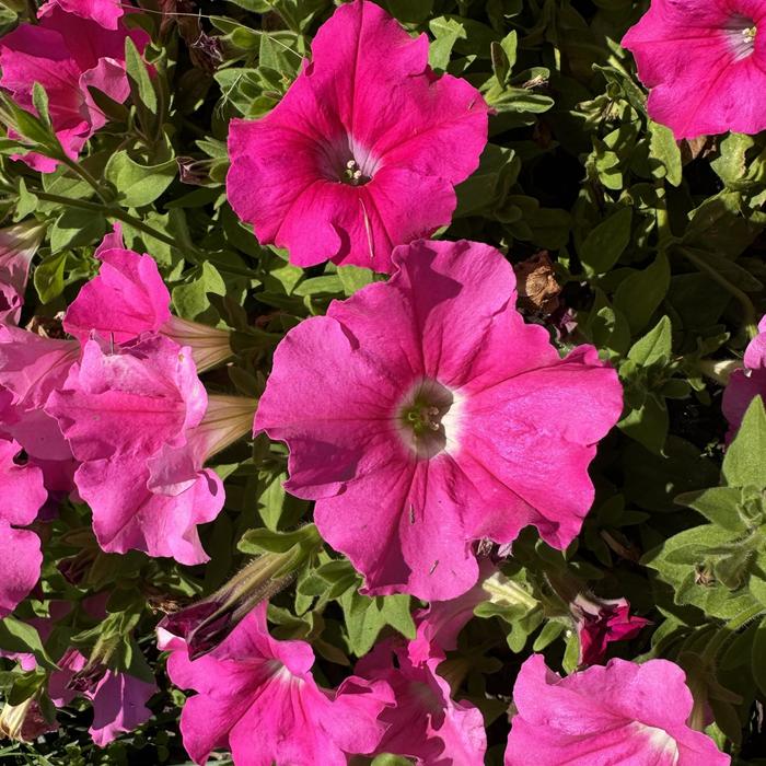 Supertunia&reg; ''Giant Pink'' - Petunia from Milmont Greenhouses